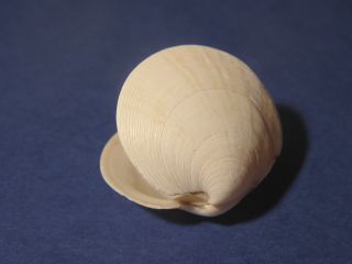 Muschel, ca. 3 cm hoch